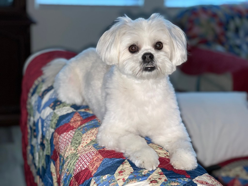 Suki Baby